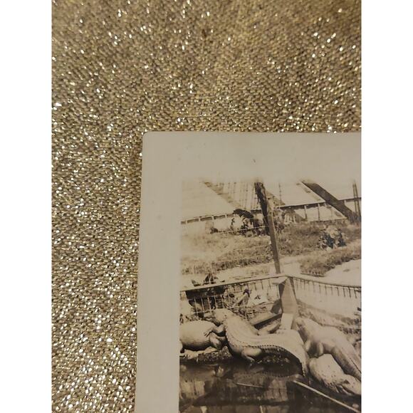 Vintage Photo 1920s Florida Alligators Gators Park Zoo Basking Sunning - Picture 3 of 8